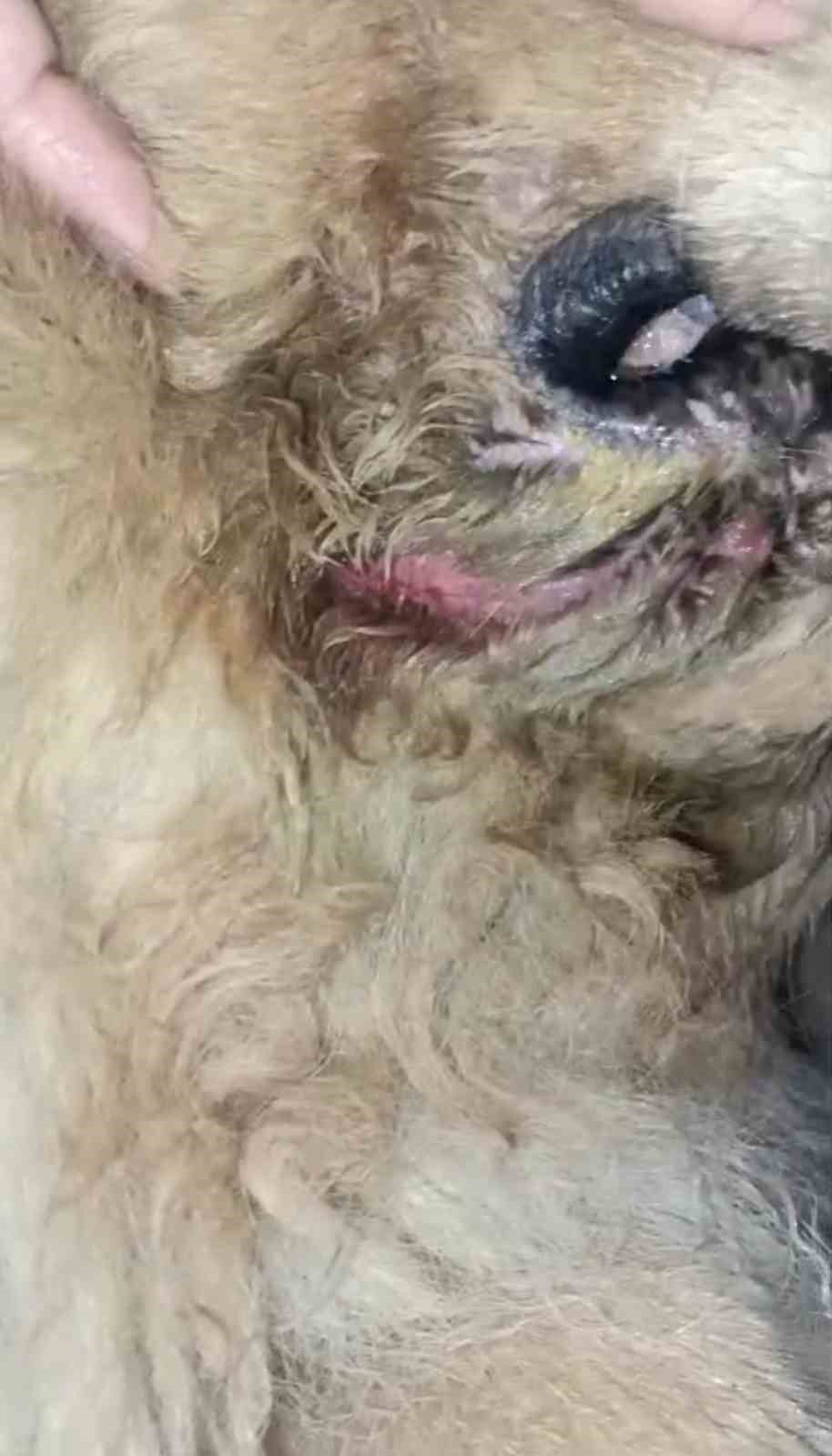 Başıboş pitbull, vatandaş ile k&ouml;peğine dehşeti yaşattı
