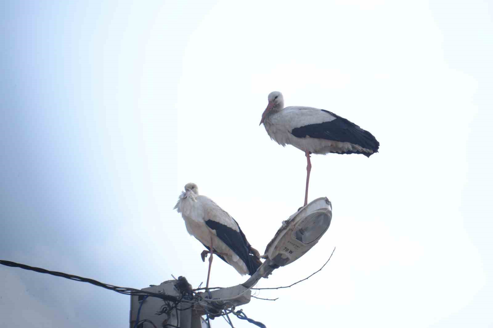 "Baharın habercisi" leylekler Muş Ovası&rsquo;na gelmeye başladı
