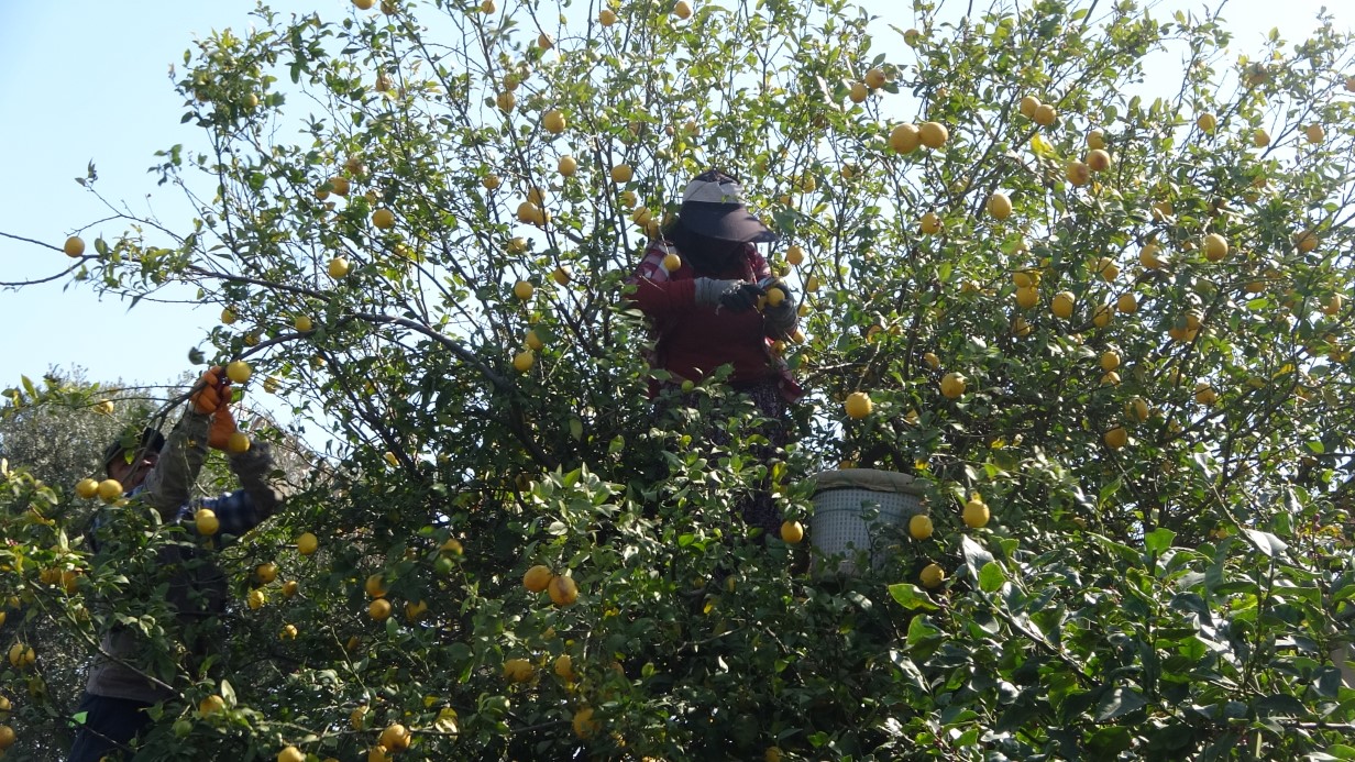 Limonda hasat sonu: Kadınların yoğun mesaisi sürüyor