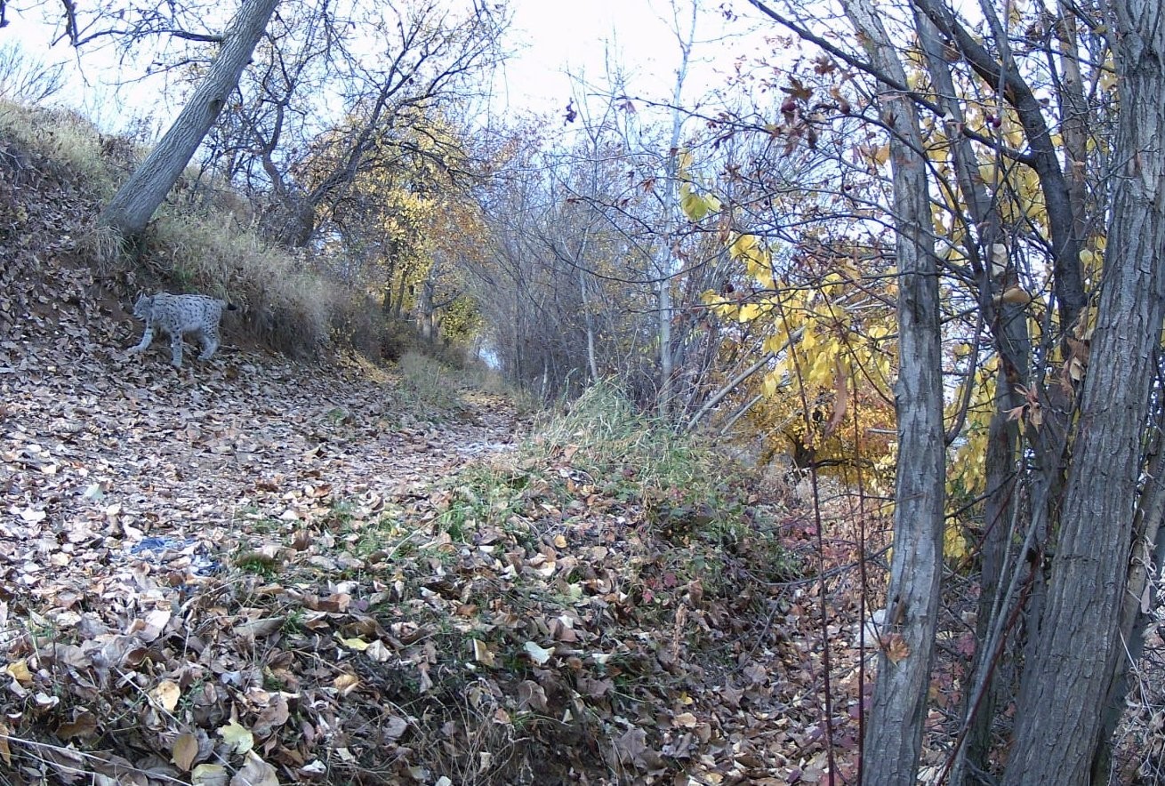 "Ormanın Hayaleti" vaşak güvenlik kamerasına yansıdı