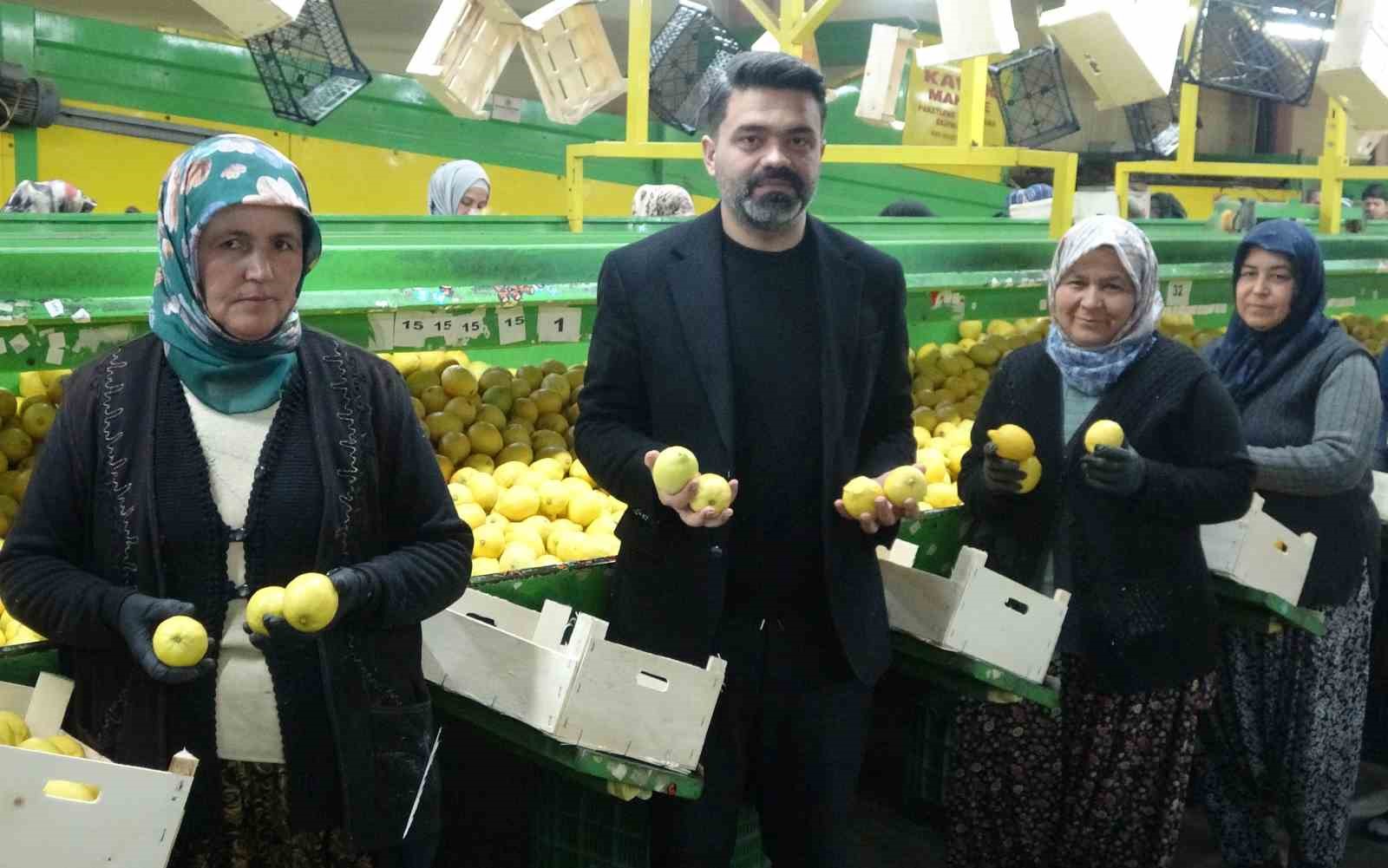 Limonda hasat sonu: Kadınların yoğun mesaisi s&uuml;r&uuml;yor
