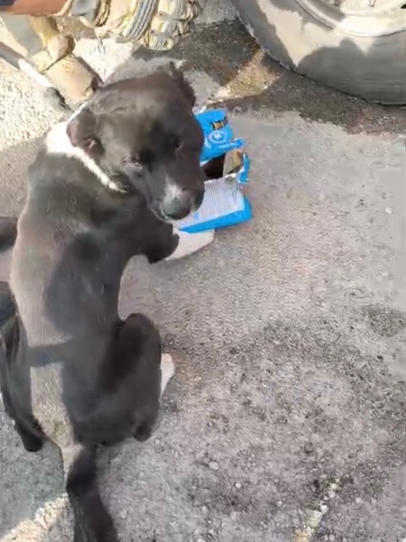 Mahsur kalan k&ouml;peklerin yardımına itfaiye yetişti
