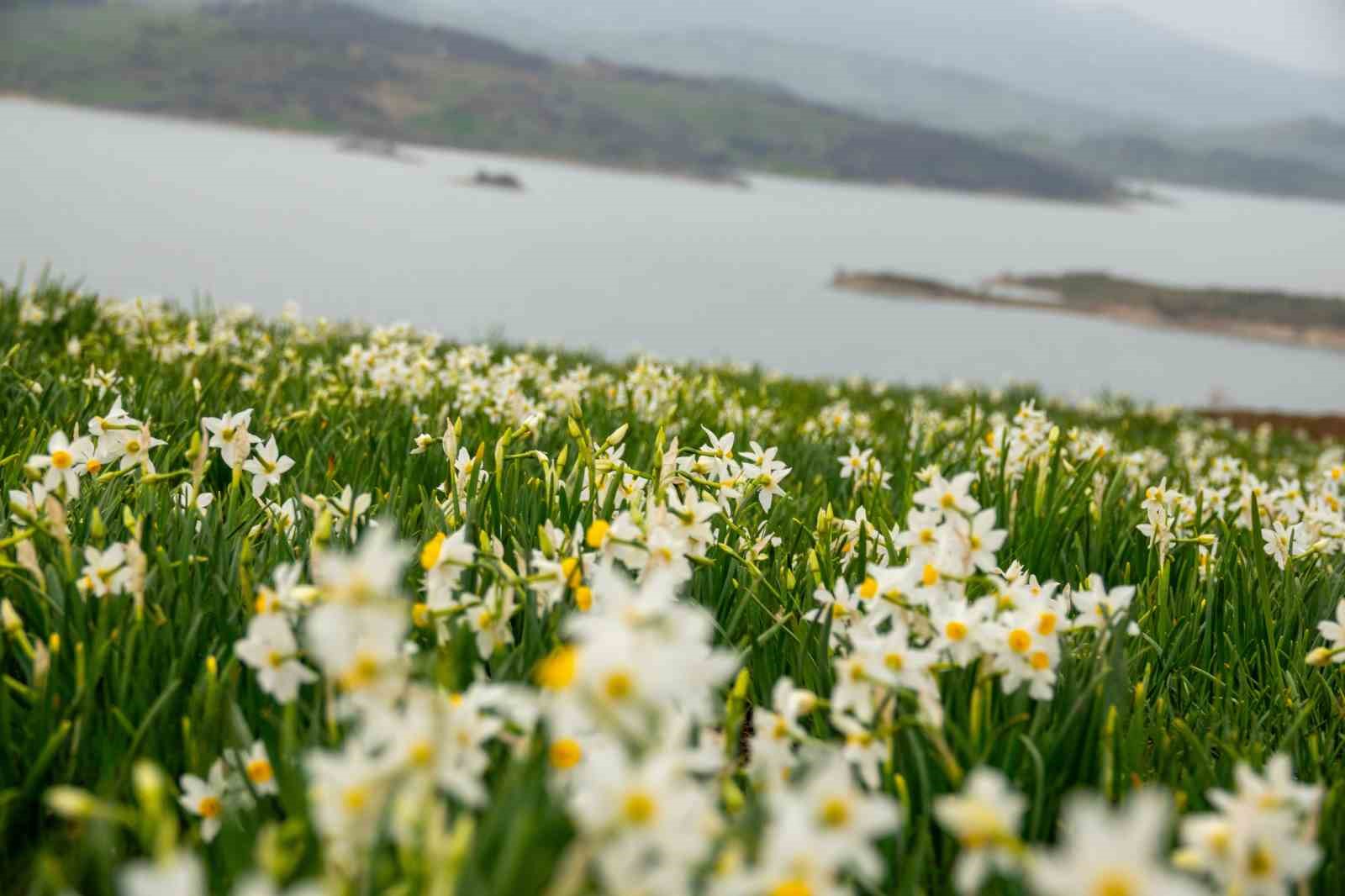 Baharın habercisi nergisler ziyaretçilerin ilgi odağı oluyor