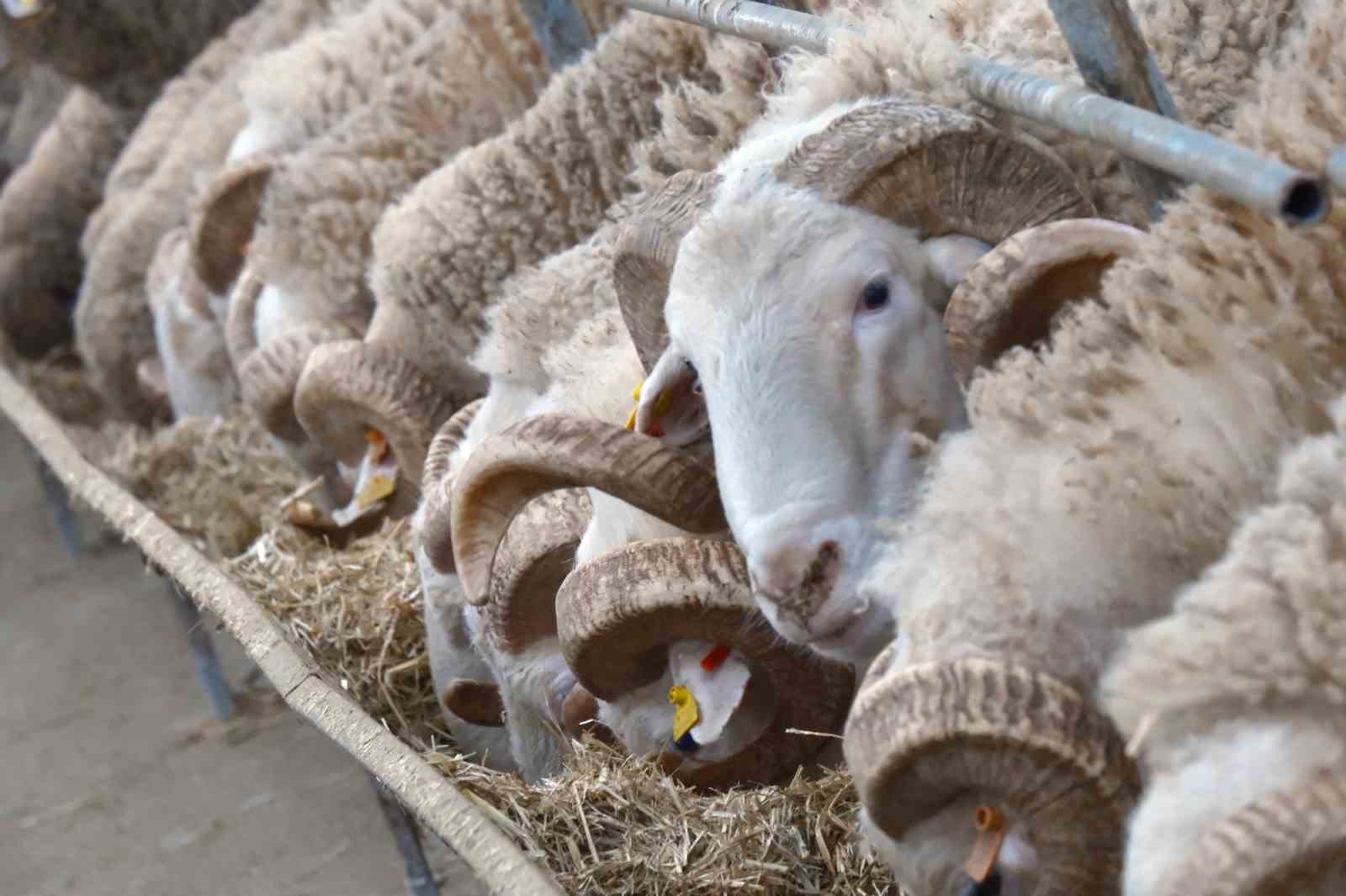 T&uuml;rkiye&rsquo;nin en değerli ko&ccedil;ları rekor fiyatlara satılıyor
