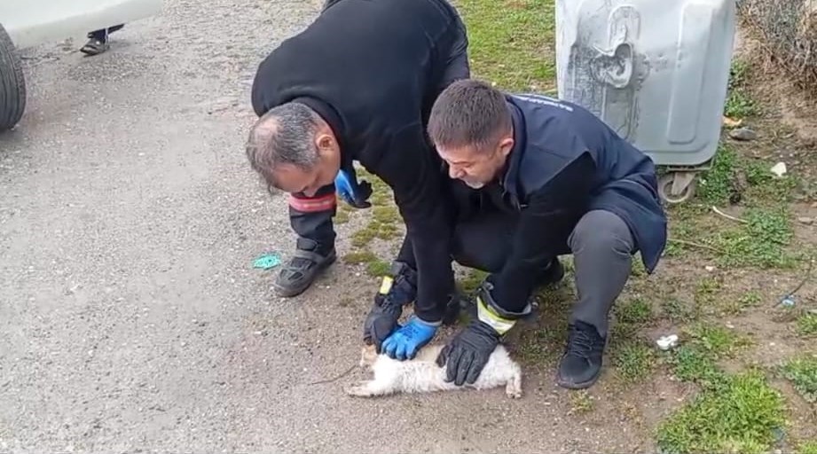 Batman’da aracın motoruna sıkışan kedi kurtarıldı