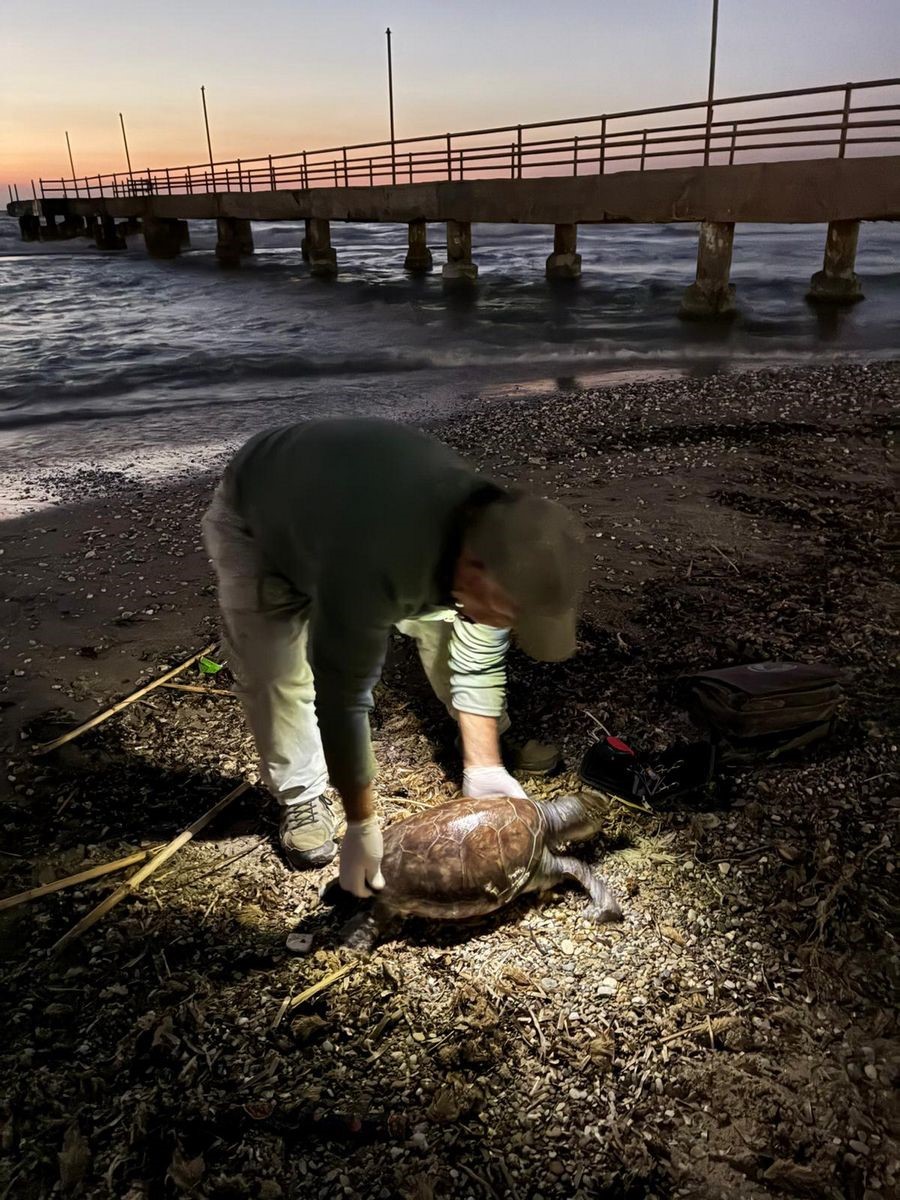 Kuşadası’nda 2 yeşil deniz kaplumbağası ve 1 caretta caretta ölü bulundu