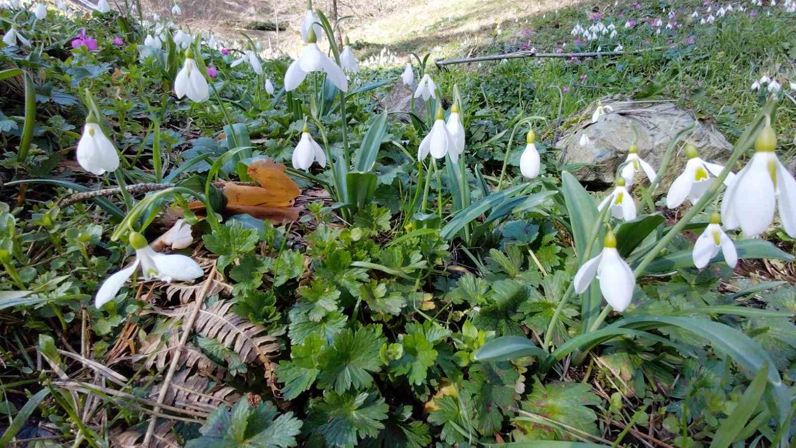 Abant&rsquo;ta karların ardından bahar manzarası
