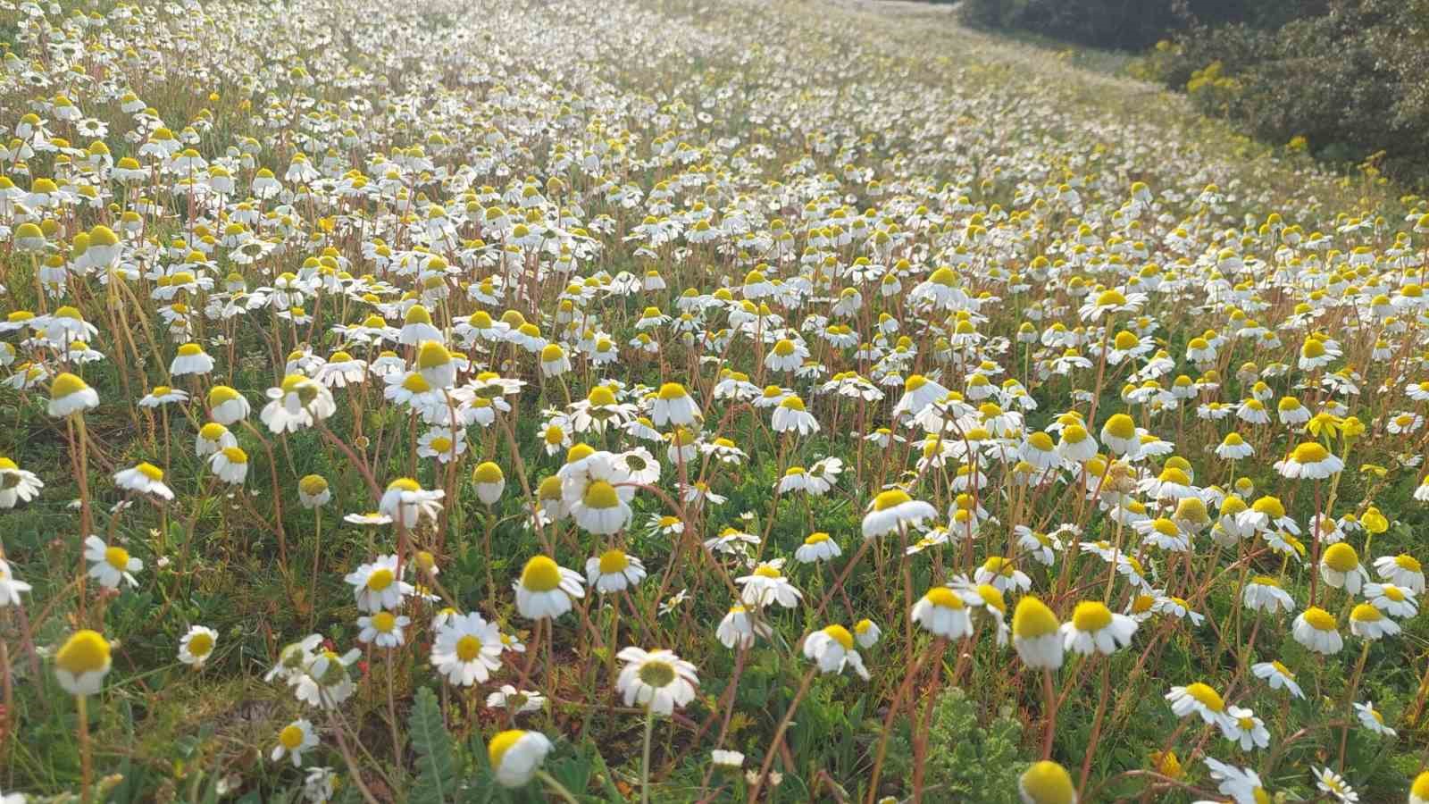 Dağlar &ccedil;i&ccedil;ek a&ccedil;tı, arıcılar umutlandı
