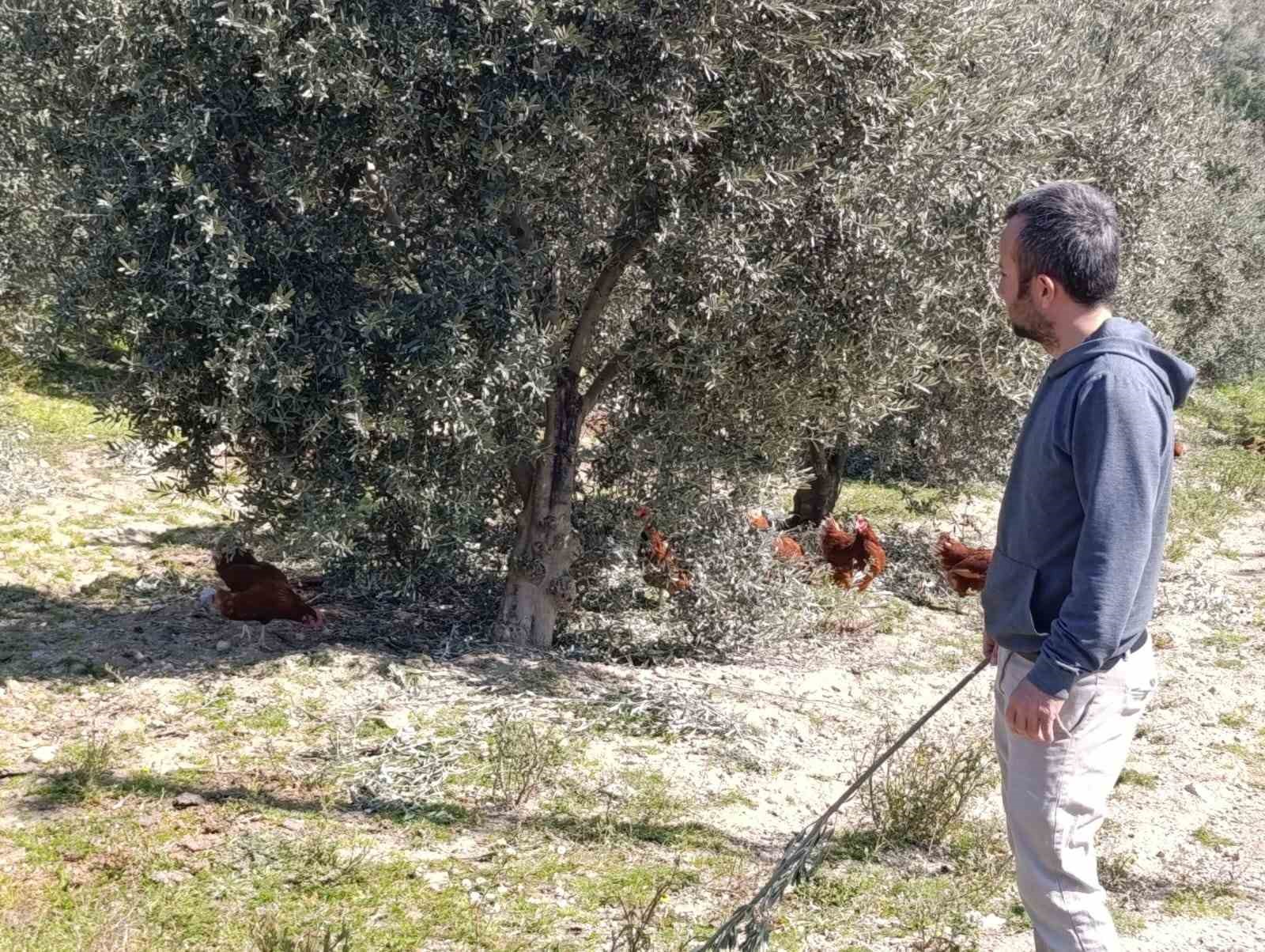 Ev kiraları şehirden ka&ccedil;ırdı, k&ouml;yde "gezen tavuk" &ccedil;iftliği kurdu
