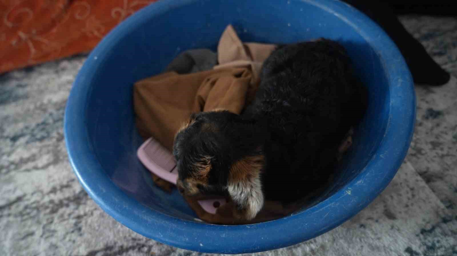 Muş&rsquo;ta yeni doğan oğlaklara &ouml;zenli bakım
