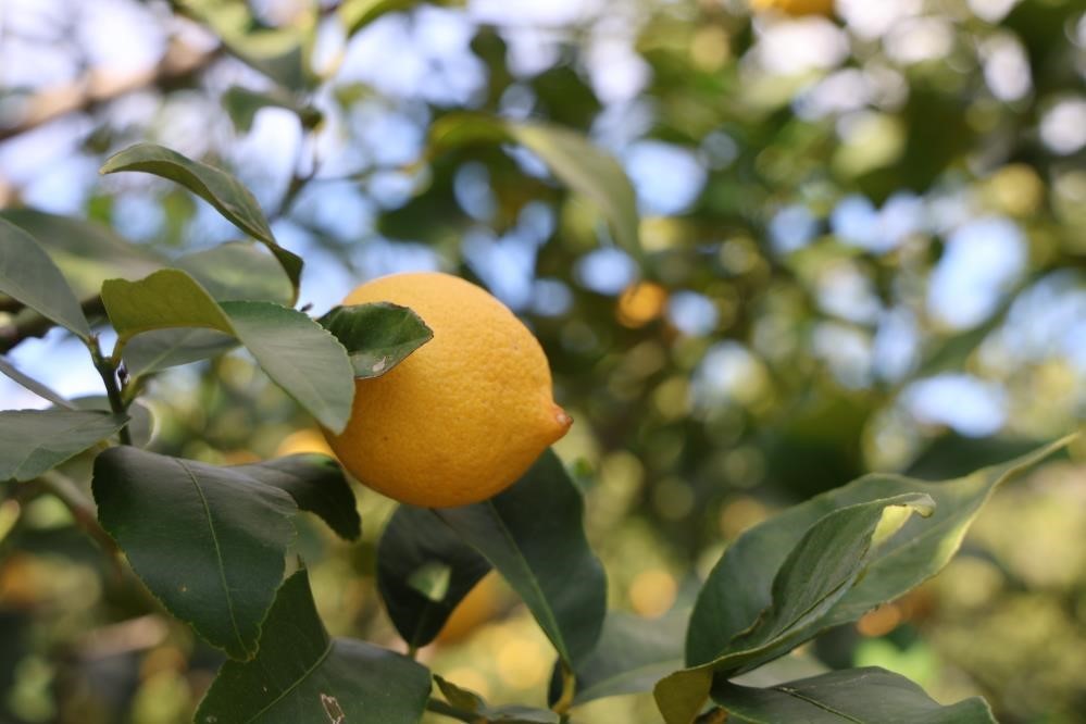 T&Uuml;İK&rsquo;e g&ouml;re limonda &uuml;retici fiyatları yıllık y&uuml;zde 410 y&uuml;kseldi
