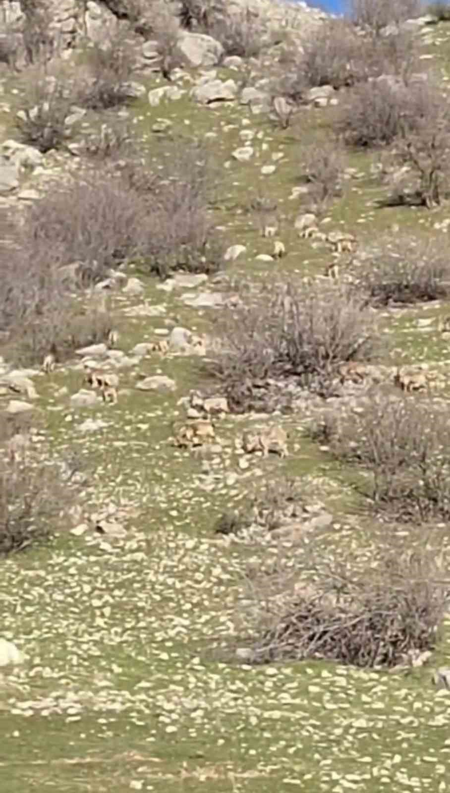 Diyarbakır&rsquo;da s&uuml;r&uuml; halinde dağ ke&ccedil;ileri g&ouml;r&uuml;nt&uuml;lendi
