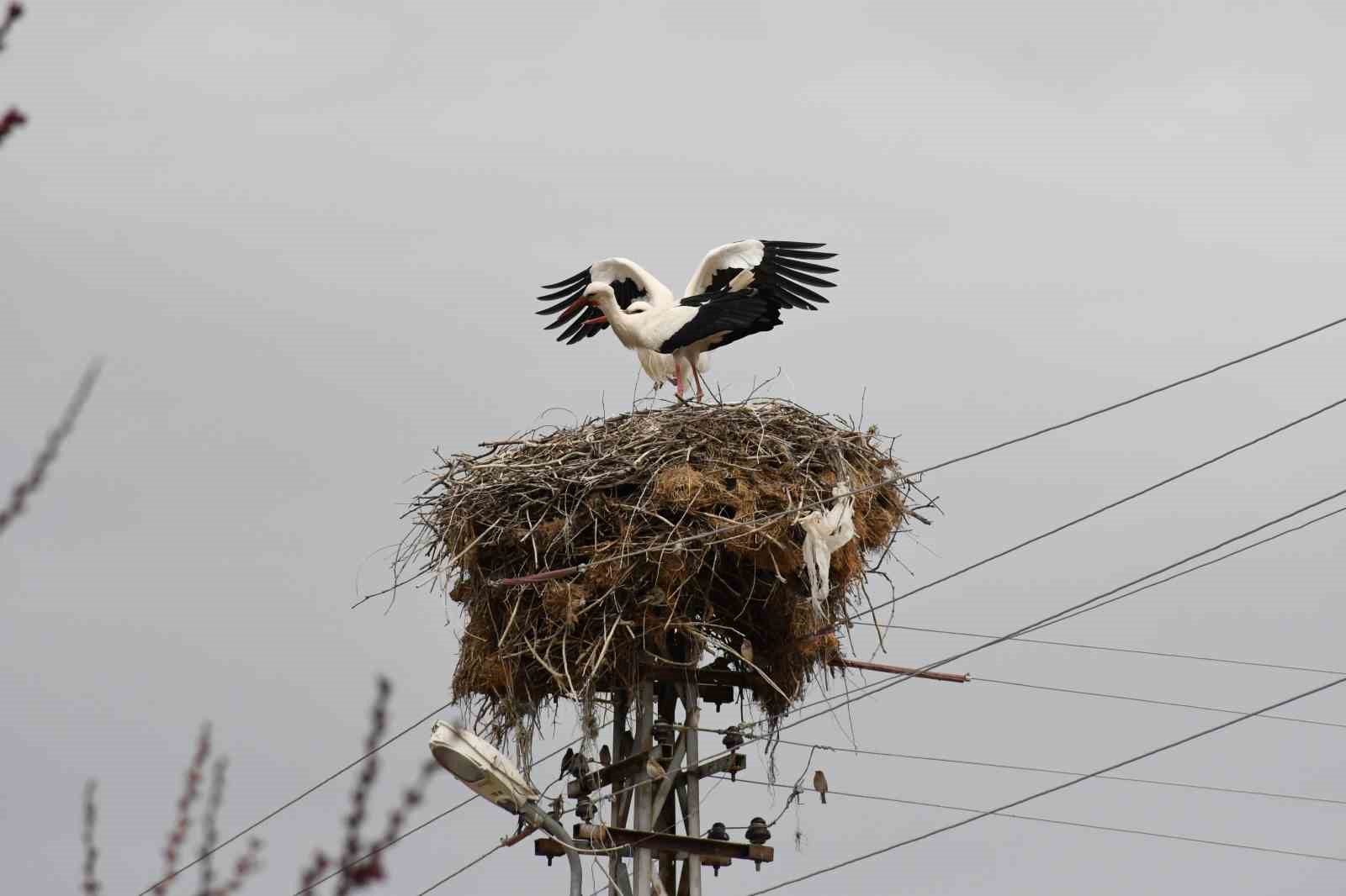 Yuvalarına dönen leylekler Yozgat’ta baharı müjdeledi
