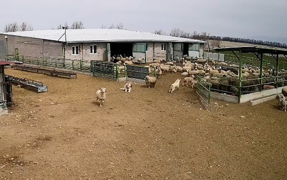 Başıboş k&ouml;pek &ccedil;iftliğe girip koyunları kovaladı, &ccedil;iftliğin k&ouml;peği olanları izledi
