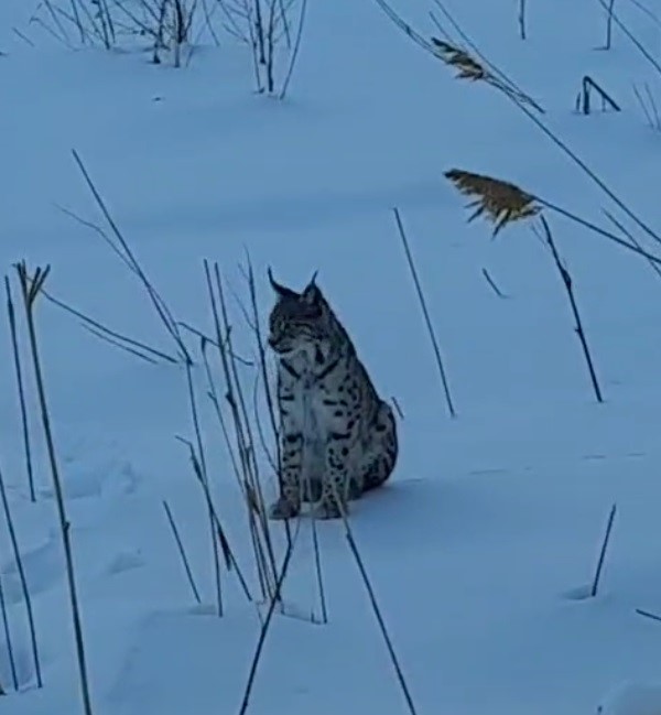 Bayburt’ta karlı arazide görülen vaşak vatandaşları heyecanlandırdı
