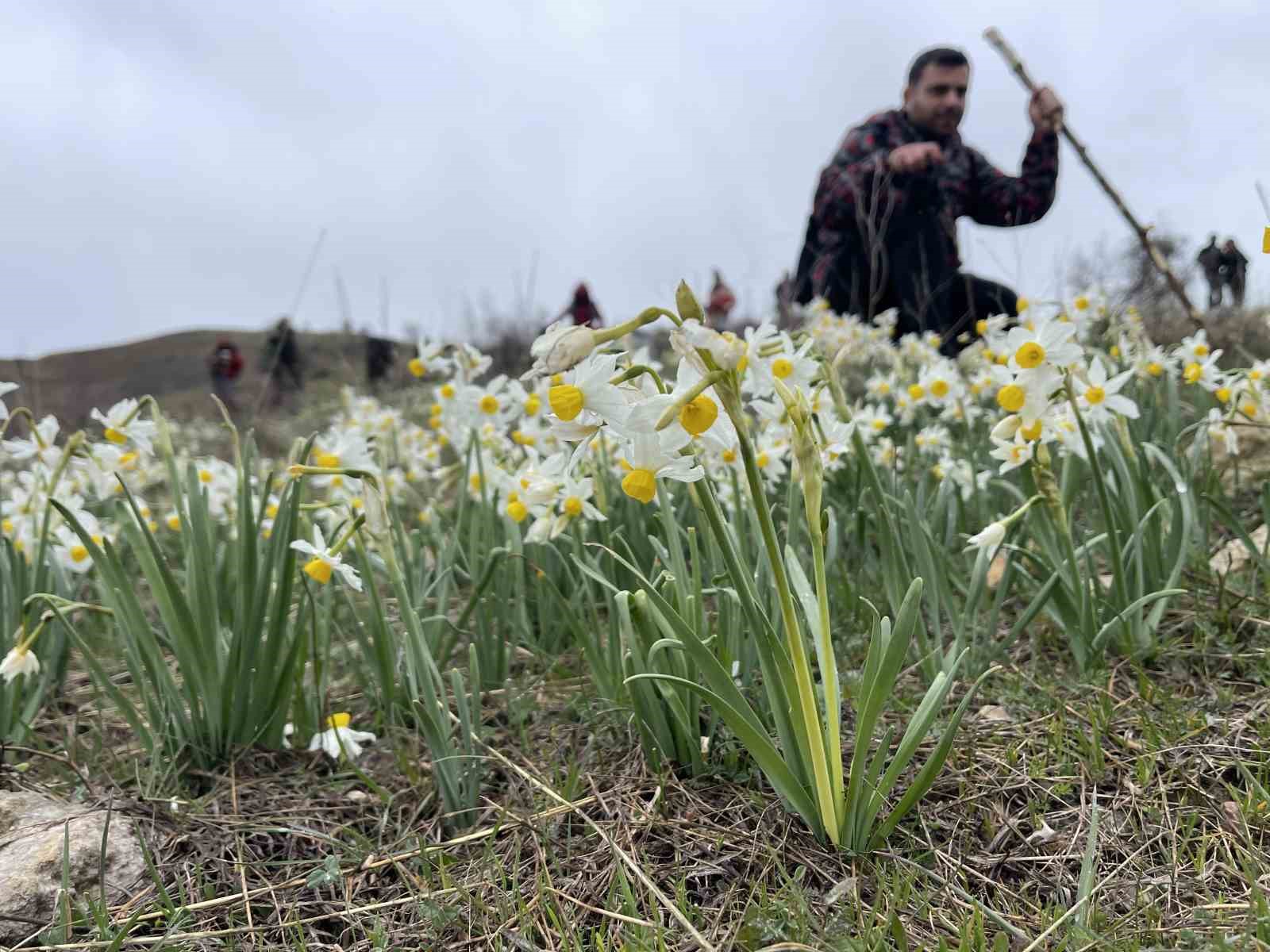 Bahar &ccedil;i&ccedil;eği nergisler doğaseverlerin ilgi odağı oldu
