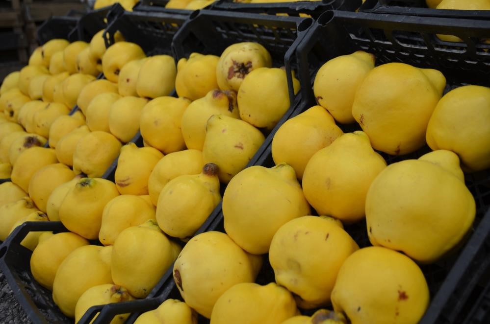 Ayvayı yiyemedik...Kilosu 300 liraya dayandı; l&uuml;ks oldu
