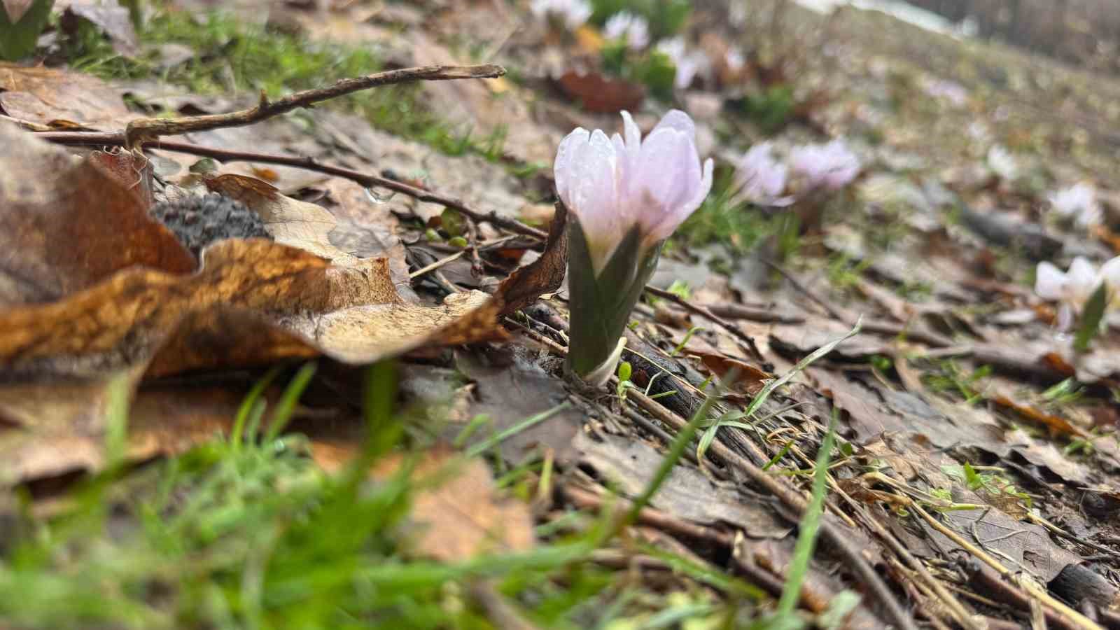 Kış şartlarının devam ettiği Şırnak&rsquo;ta &ccedil;i&ccedil;ekler a&ccedil;tı
