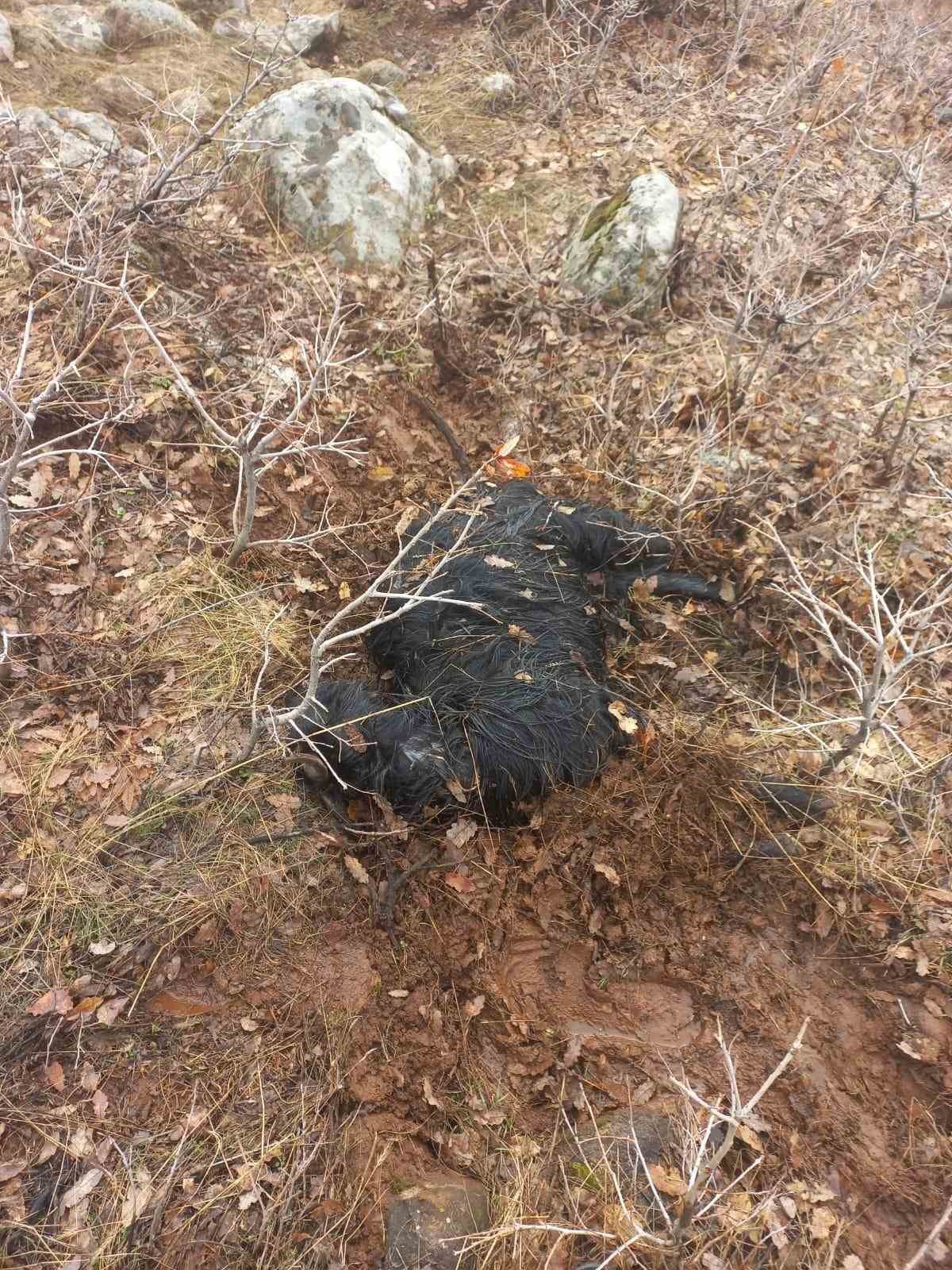 Ağıldan ka&ccedil;an k&uuml;&ccedil;&uuml;kbaş hayvanları kurtlar par&ccedil;aladı
