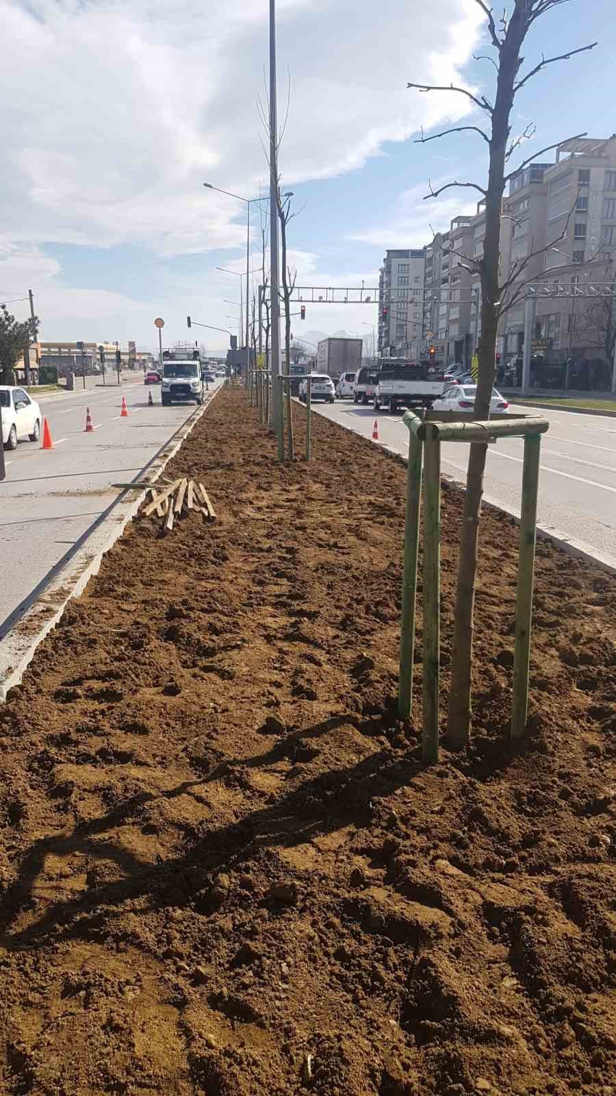 Bursa’nın 700 yıllık mirası 700 çınarla kök salıyor