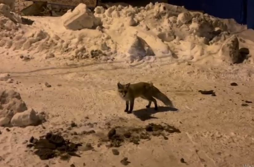 Ardahan’da bir adam, her gün evinin önüne gelen tilkiyi besliyor