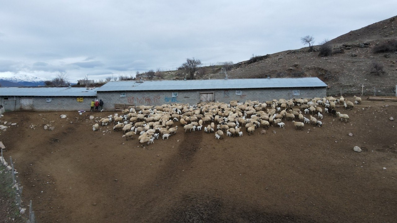 Kuzular belirti g&ouml;stermeden bir anda telef oluyor
