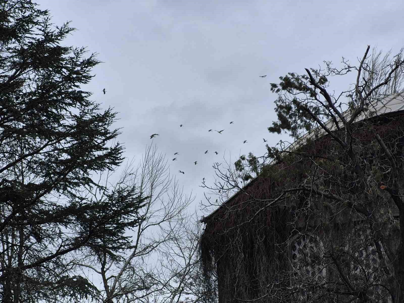 Leyleklerin gökyüzündeki dansı görsel şölen oluşturdu