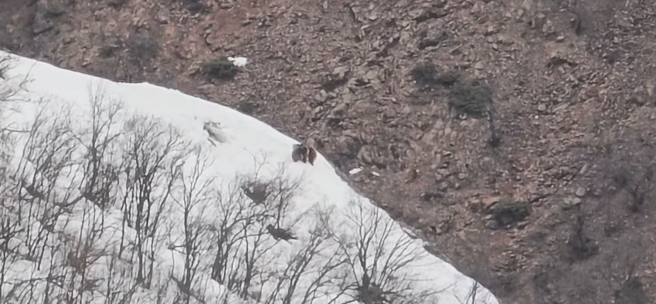 Pülümür Vadisi’nde oyun oynayan ayılar görüntülendi