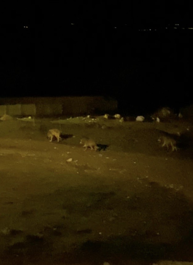 K&ouml;ye inen kurt s&uuml;r&uuml;s&uuml; kamerada
