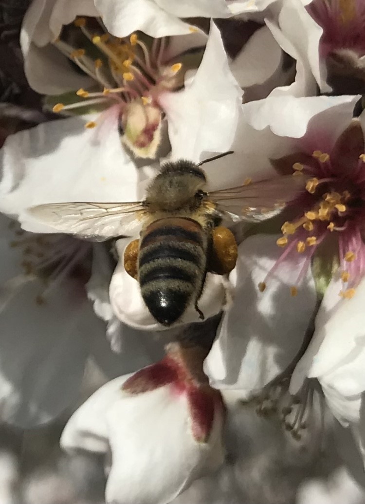 Antalya’da badem ağaçları çiçek açtı, doğada renk cümbüşü yaşanıyor
