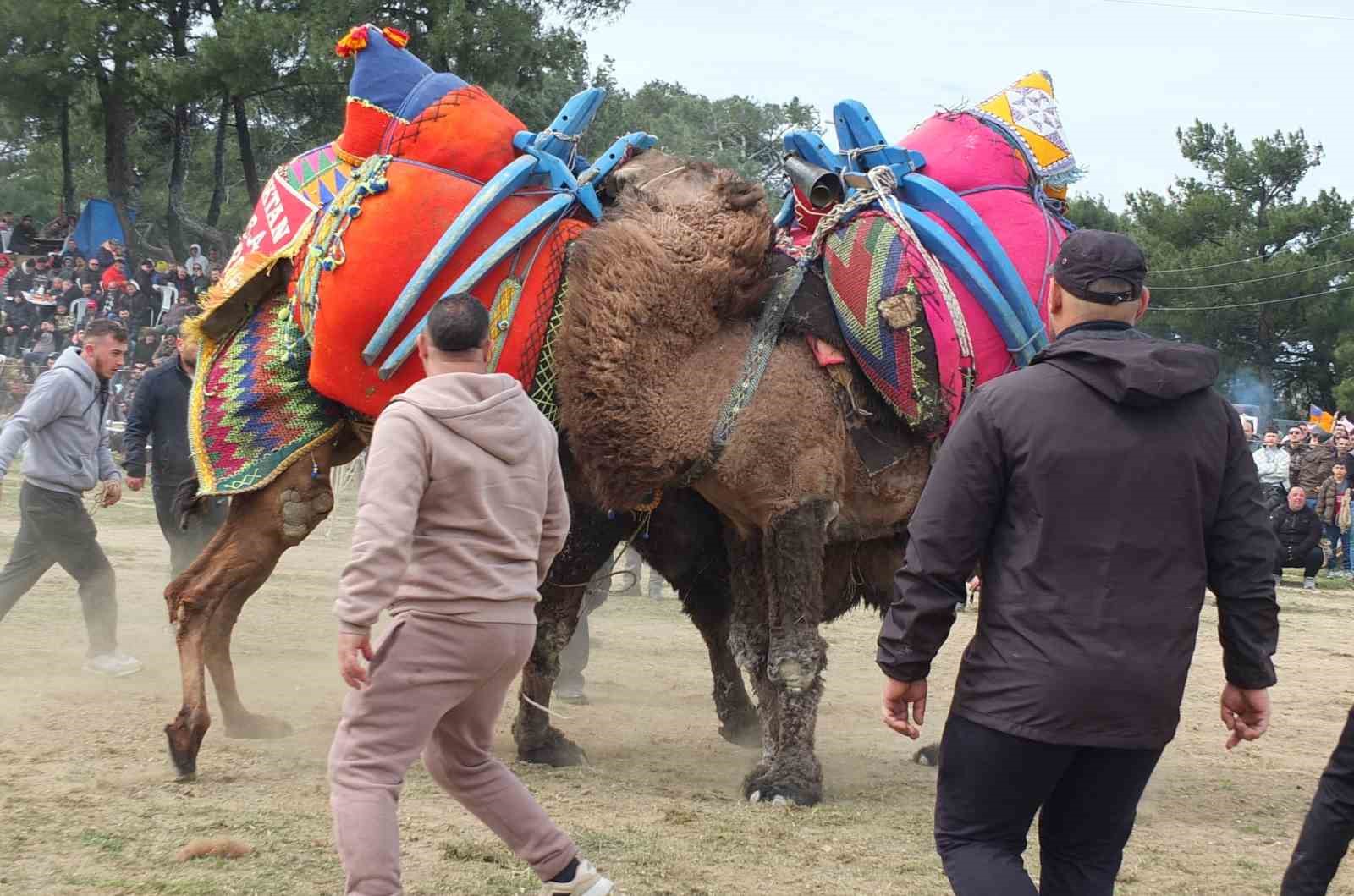 G&uuml;reş&ccedil;i develer, bir yıl sonra sahalara geri d&ouml;nd&uuml;
