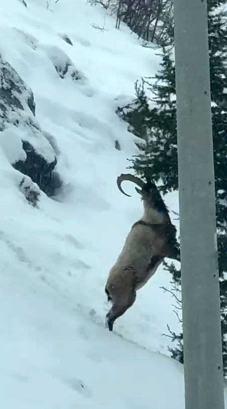 Aladağlar&rsquo;da yaban hayatı g&ouml;r&uuml;nt&uuml;lendi
