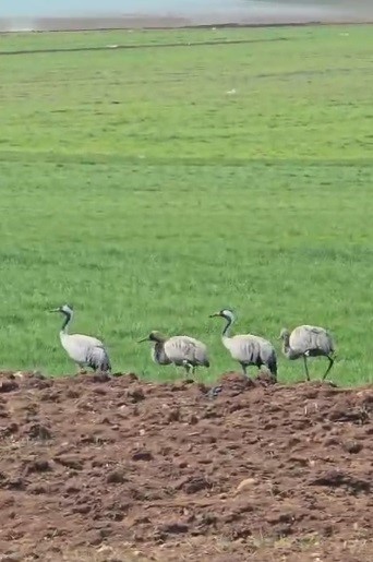 Türkülere konu olan turnalar Tunceli’de görüntülendi