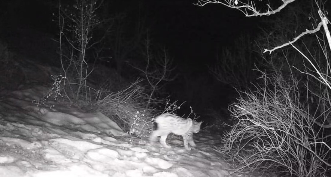Fotokapana yansıyan yaban hayatı hareketliliği