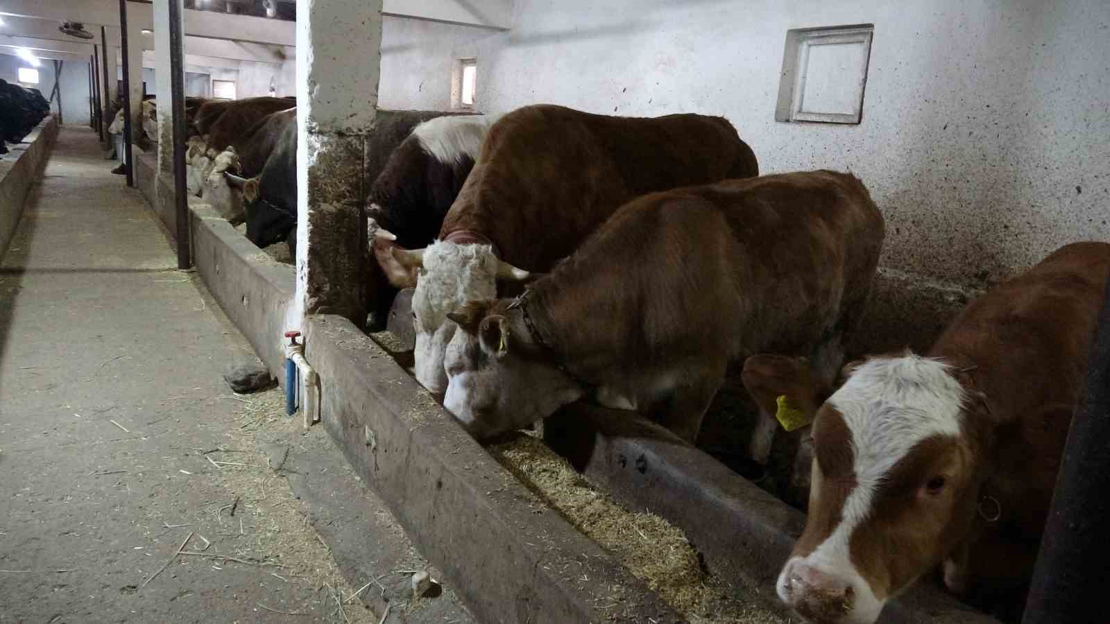 Malatya kırmızı et üretiminde Türkiye’nin lokomotif illerinden biri