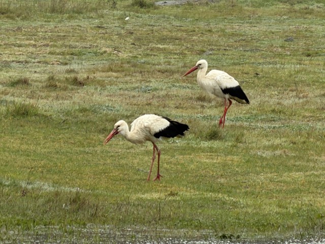 İstanbul&rsquo;dan her yıl 1 milyon leylek ge&ccedil;iyor