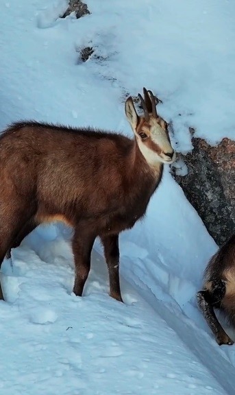 Tunceli’de şamua sürüsü görüntülendi