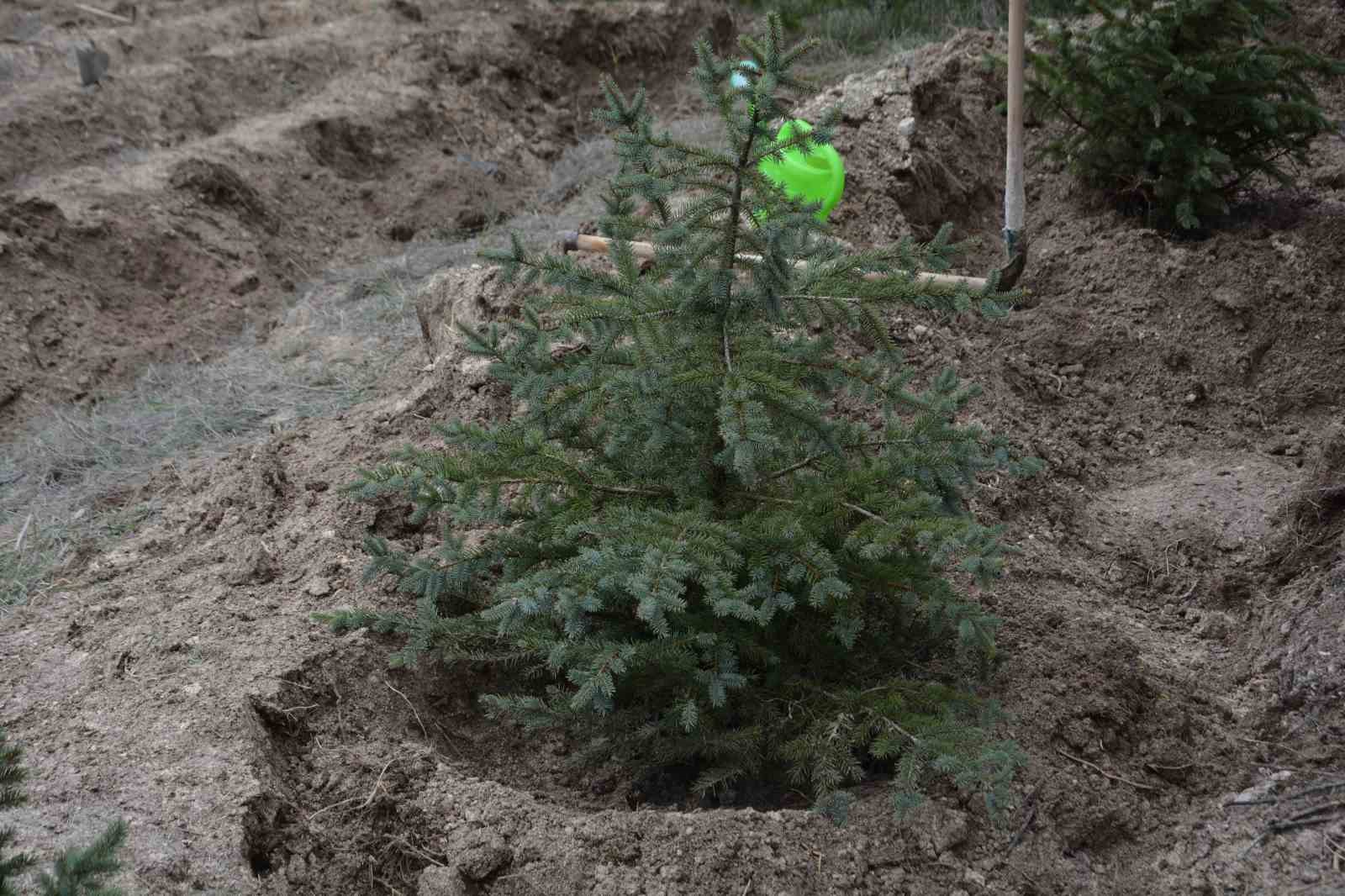 Çorum’da yüzlerce fidan toprakla buluştu