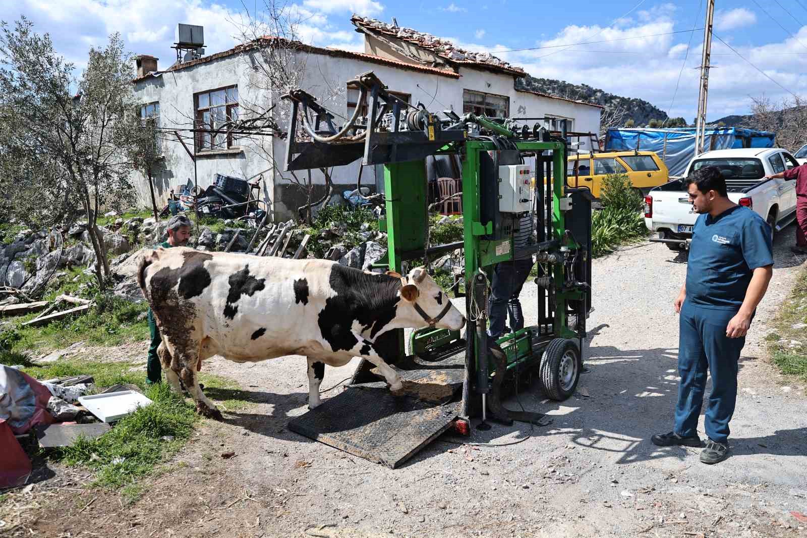 G&uuml;ndoğmuşlu &uuml;reticilerin b&uuml;y&uuml;kbaş hayvanlarına tırnak bakım desteği
