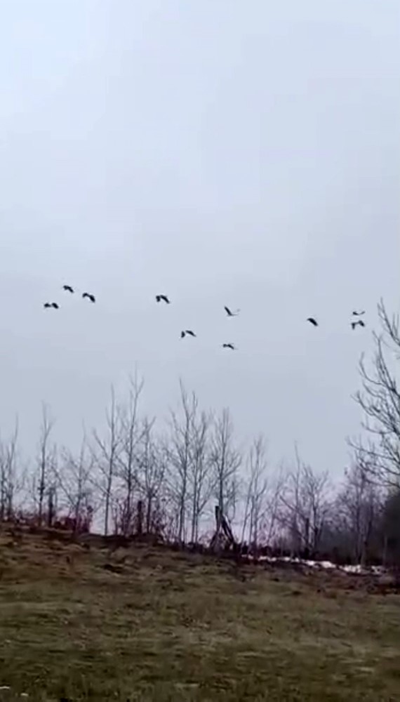 Göç yolculuğundaki leylekler Sakarya’da mola verdi
