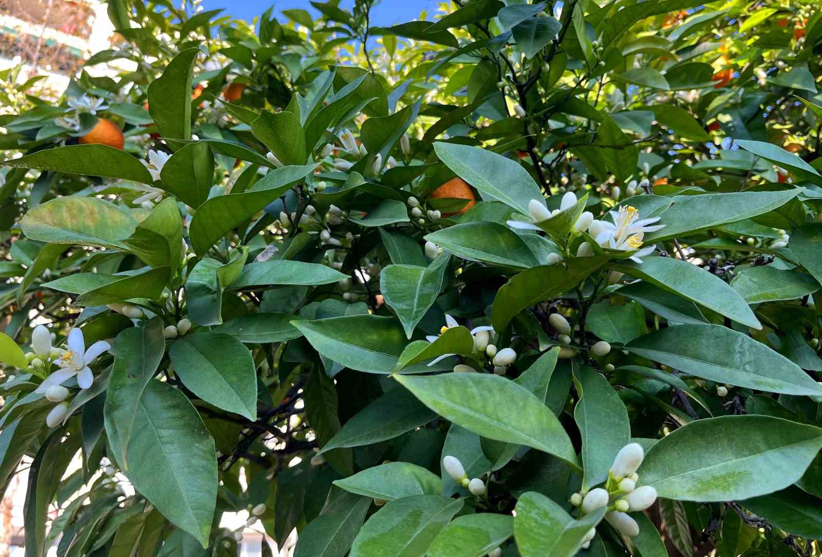 Adana&rsquo;da portakal &ccedil;i&ccedil;eği kokusu kenti sardı
