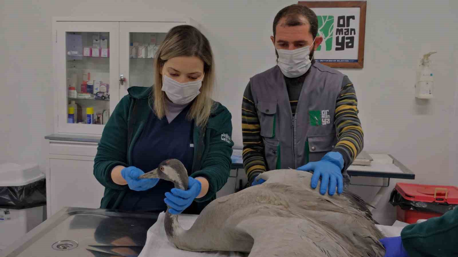 G&ouml;&ccedil; yolunda yaralanan bayağı turnanın tedavisi Ormanya&rsquo;da s&uuml;r&uuml;yor
