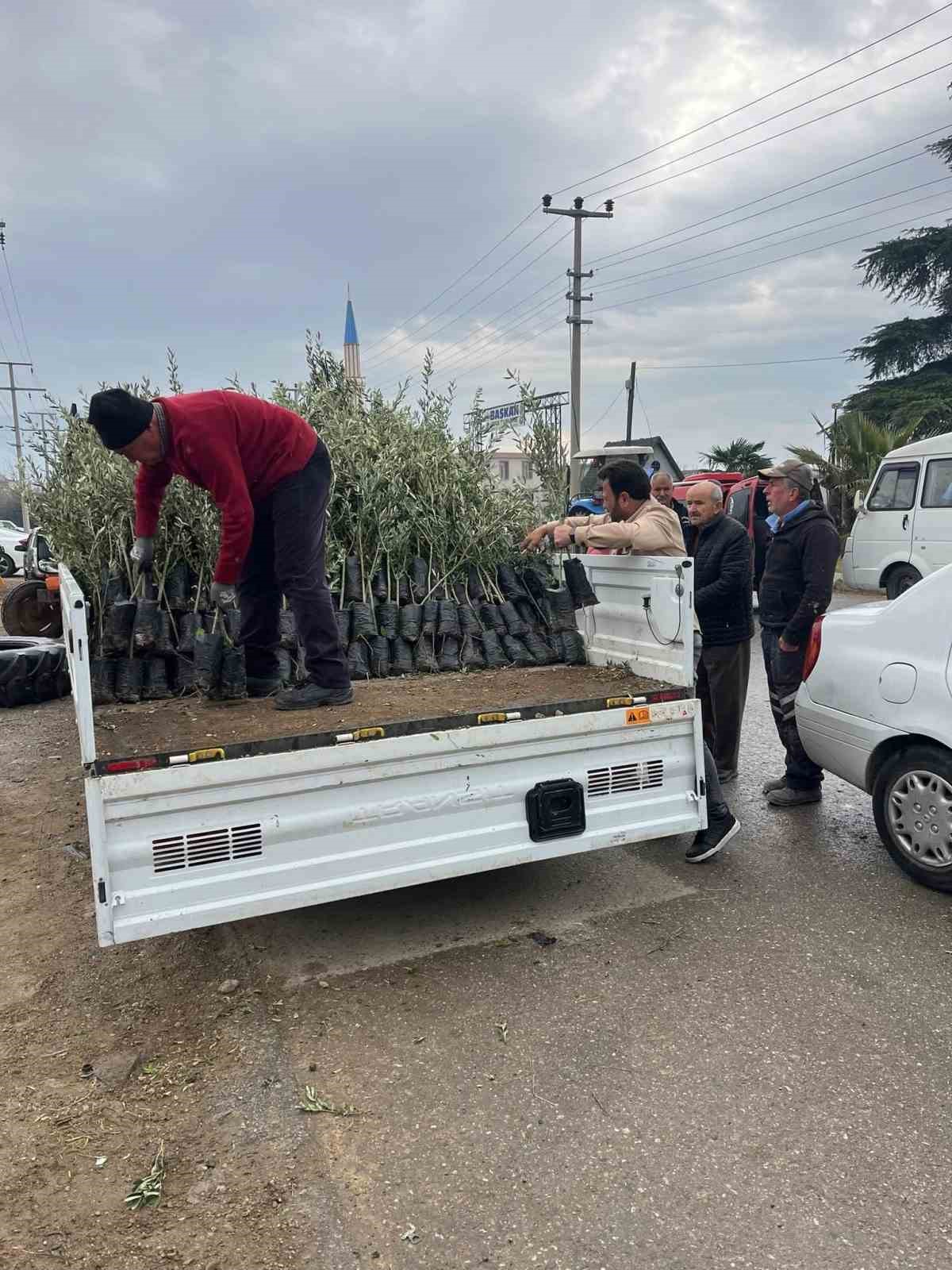 Bayındır&rsquo;da &uuml;reticilere zeytin fidanı desteği
