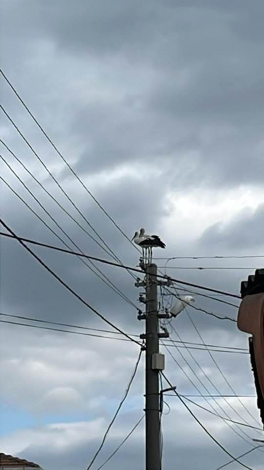 G&ouml;nen Derek&ouml;y&rsquo;de leylek yapay yuvayı reddetti, eski yerine d&ouml;nmek istiyor
