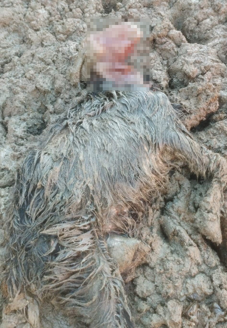 Ankara&rsquo;daki bir k&ouml;yde &ccedil;iftliğe giren kurt s&uuml;r&uuml;s&uuml; hayvanları telef etti
