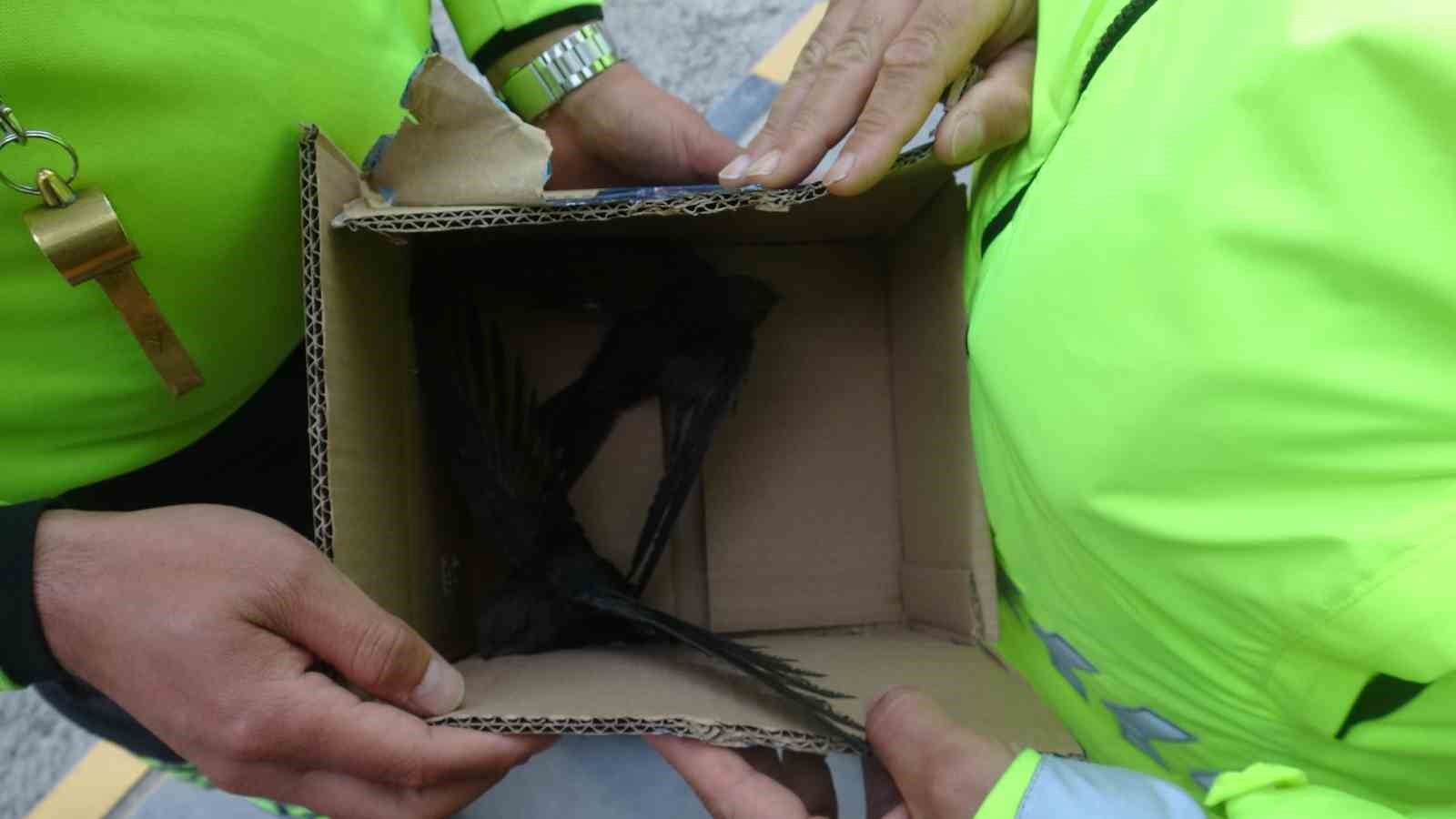 G&ouml;&ccedil; yolunda yorgun d&uuml;şen Ebabil kuşlarına polisten y&uuml;rek ısıtan şefkat
