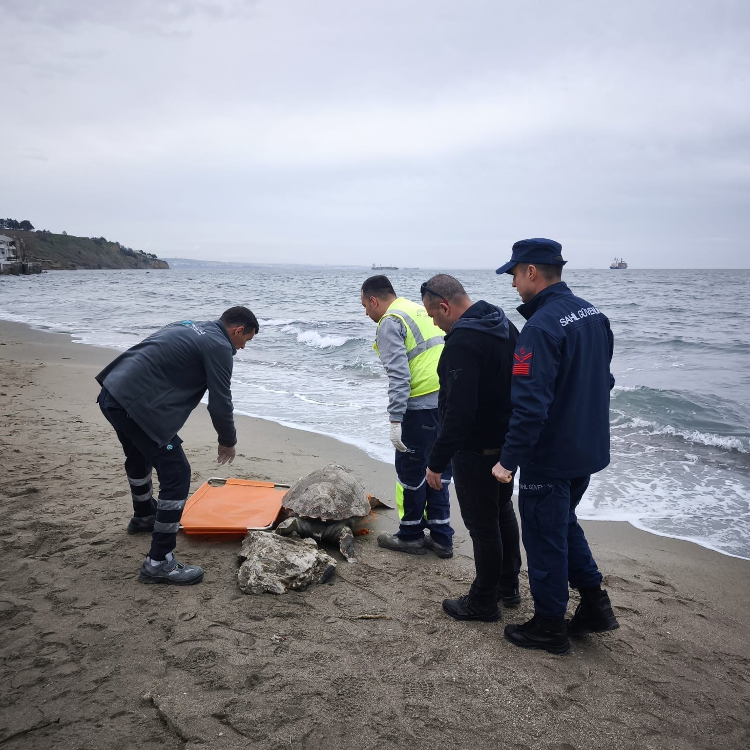 Tekirdağ sahiline &ouml;l&uuml; caretta caretta vurdu

