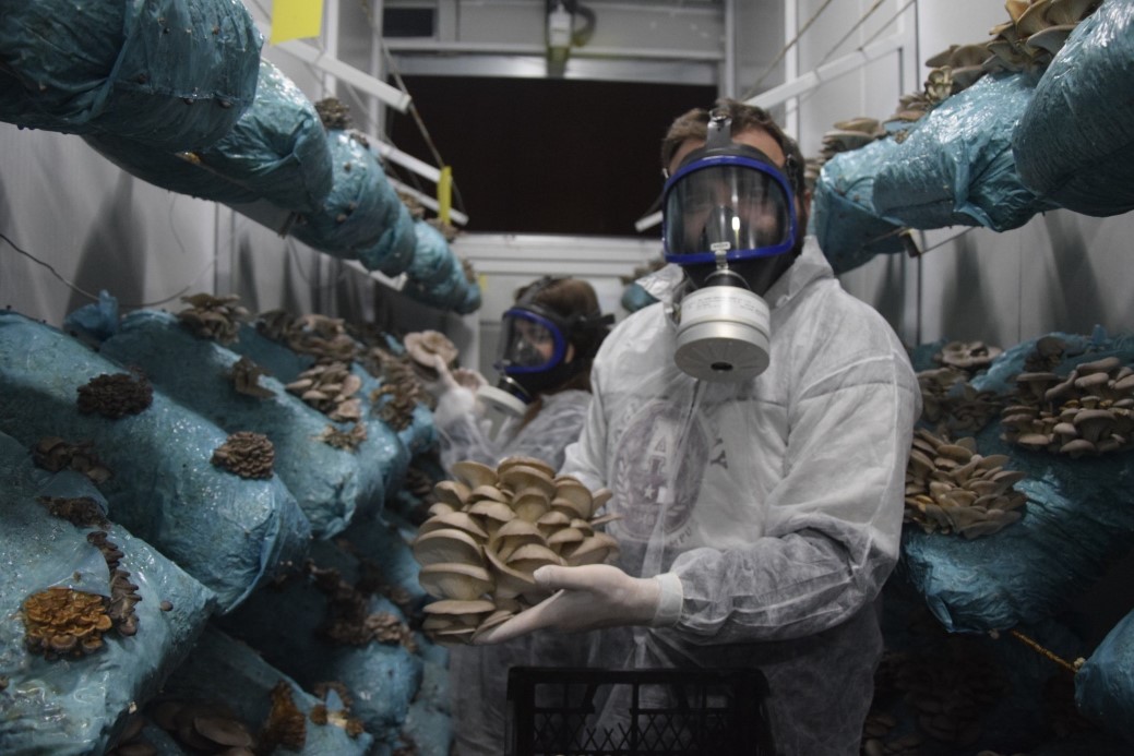 Hobi olarak başladığı mantar yetiştiriciliğinde günde 1 tona yakın hasat elde ediyor