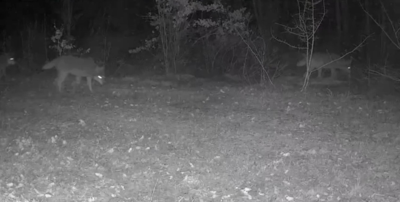 Yiyecek arayan yaban hayvanları fotokapanla g&ouml;r&uuml;nt&uuml;lendi
