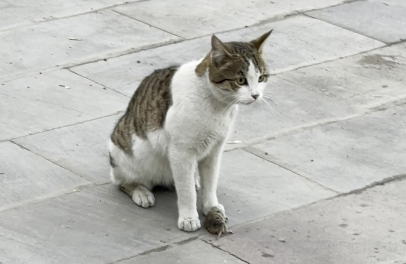 Fareden oscarlık performans: Kediden kurtuluşu &ouml;l&uuml; taklidinde aradı
